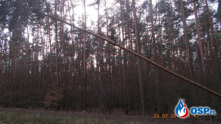 Powalone drzewo OSP Ochotnicza Straż Pożarna