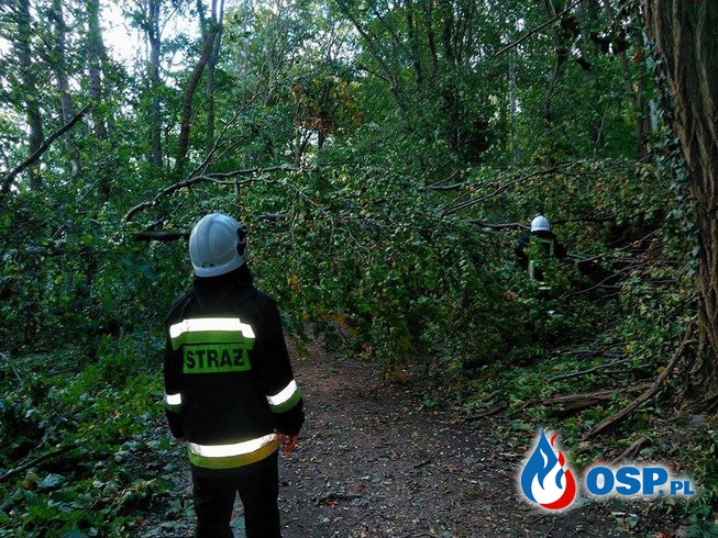 Powalone drzewo i zwisające konary drzewa OSP Ochotnicza Straż Pożarna