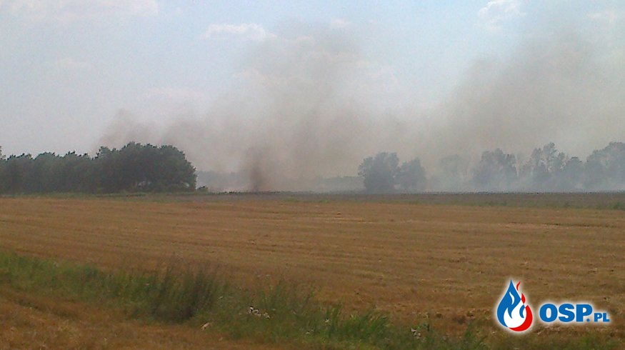 Pożar zbóż i lasu w Lipowie 03.08.2014 OSP Ochotnicza Straż Pożarna