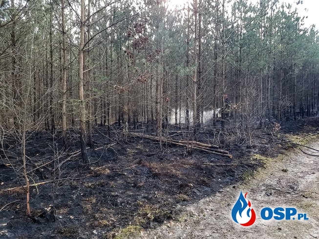 Pożar poszycia leśnego Korzybie 03-04-2019 OSP Ochotnicza Straż Pożarna