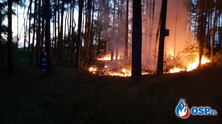 Kolejny pożar Lasu !! OSP Ochotnicza Straż Pożarna