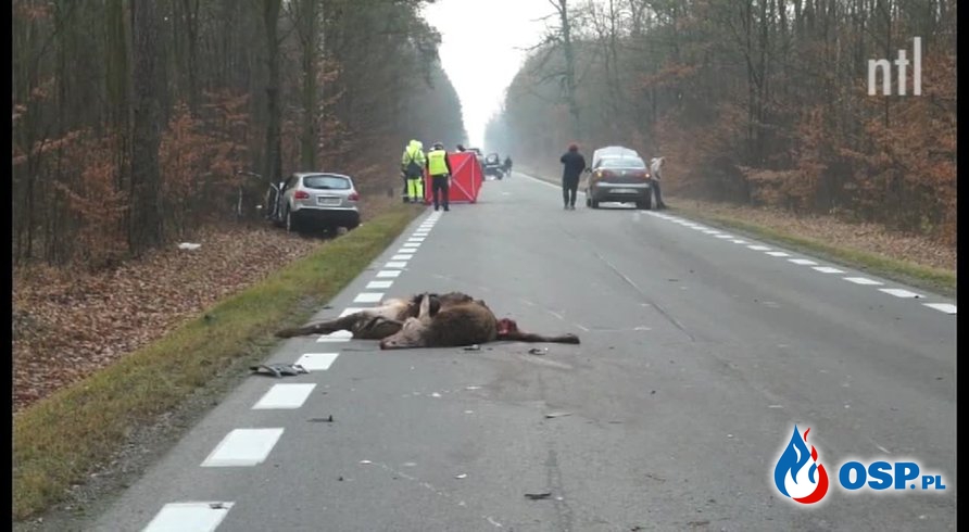 Tragedia pod Piotrkowem. Kobieta próbowała ominąć jelenia, uderzyła w drzewo. OSP Ochotnicza Straż Pożarna