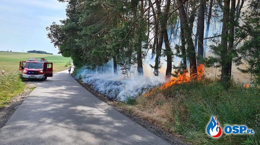 [Zdarzenie nr 7] Pożar lasu przy drodze Morzewo-Rzadkowo OSP Ochotnicza Straż Pożarna