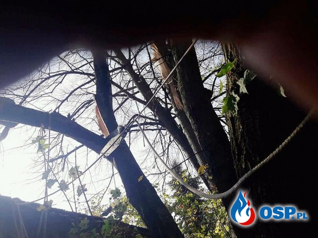 Uszkodzony dach spadającym konarem OSP Ochotnicza Straż Pożarna