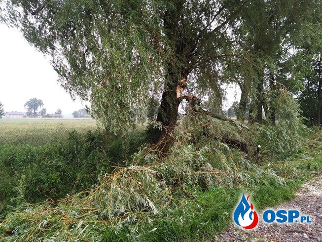 Powalony konar drzewa OSP Ochotnicza Straż Pożarna