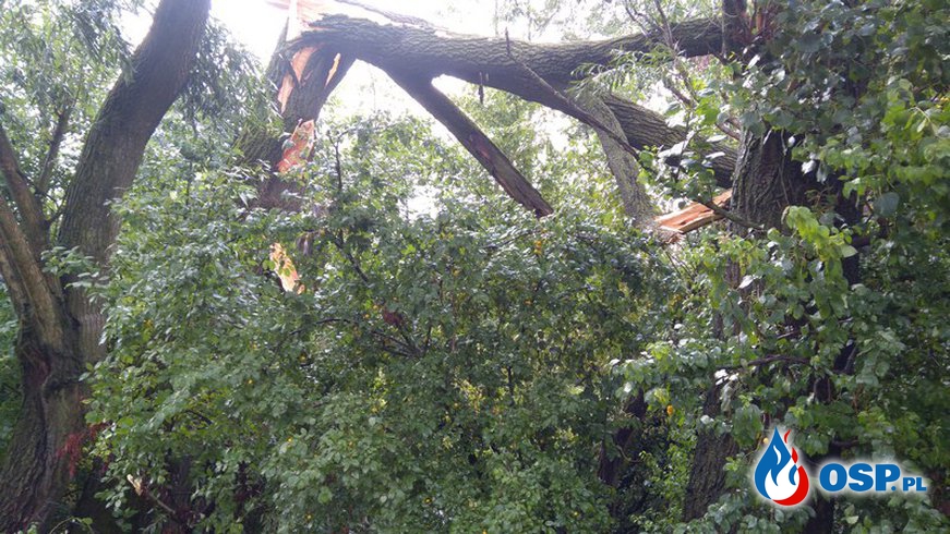 Złamane drzewo i gniazda szerszeni OSP Ochotnicza Straż Pożarna