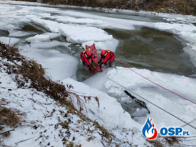 Ranna sarna tonęła w zamarzniętej rzece. Uratowali ją strażacy. OSP Ochotnicza Straż Pożarna