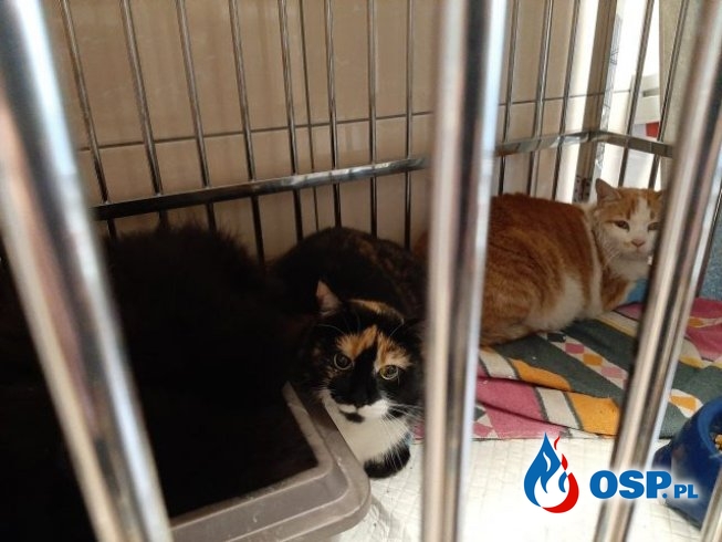 Drugie życie kotów. Strażakom udało się przywrócić je do życia po pożarze! OSP Ochotnicza Straż Pożarna
