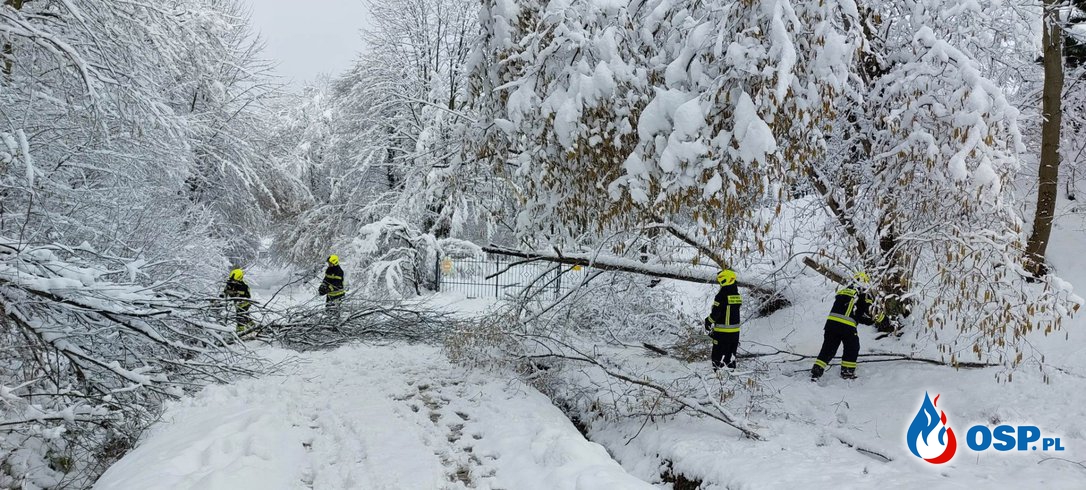 Powalone drzewa przez mokry śnieg OSP Ochotnicza Straż Pożarna