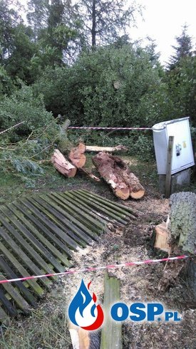 Powalone drzewa w Chłapowie i Borzejewie OSP Ochotnicza Straż Pożarna