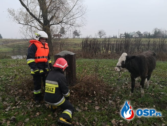 Strażacy uratowali cielaka, który utknął w rzece OSP Ochotnicza Straż Pożarna