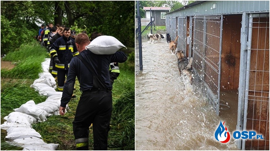 Przerwany wał, zalane schronisko. Setki strażaków walczą z żywiołem na południu Polski. OSP Ochotnicza Straż Pożarna