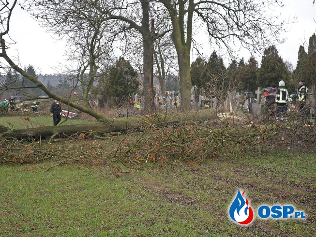 Wycinka drzew - Ostrowo OSP Ochotnicza Straż Pożarna
