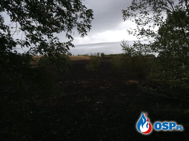 8 hektarów w ogniu OSP Ochotnicza Straż Pożarna
