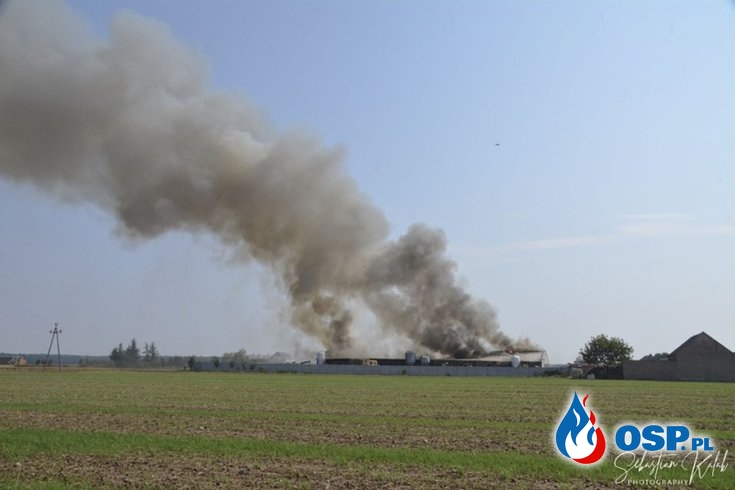 Około 700 świń spłonęło w pożarze chlewni w Chwaliszewie OSP Ochotnicza Straż Pożarna