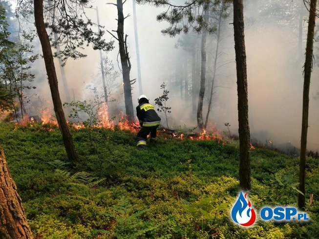 Pożar poszycia leśnego. OSP Ochotnicza Straż Pożarna