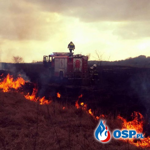Uratowano 19 uli z pszczołami przed ogniem OSP Ochotnicza Straż Pożarna