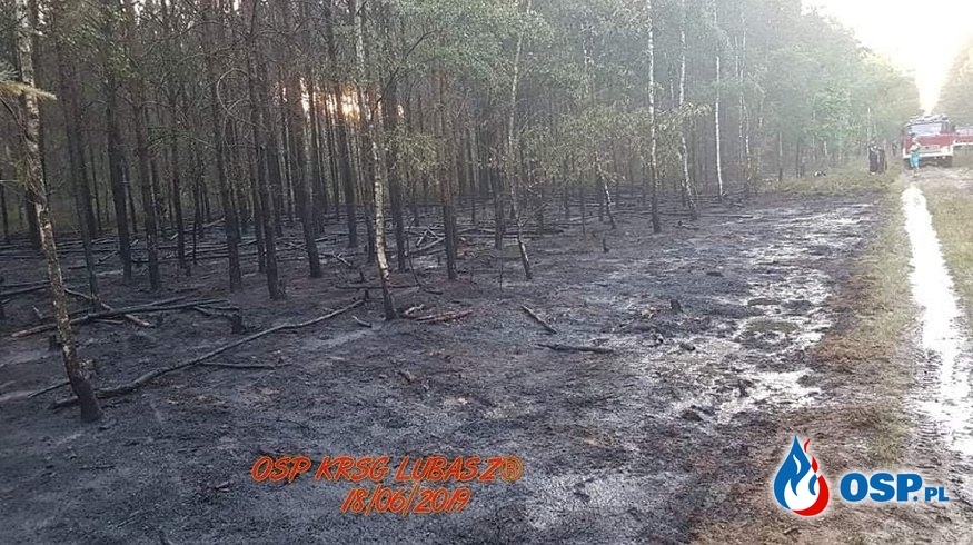 Pożar Lasu w powiecie Szamotulskim OSP Ochotnicza Straż Pożarna
