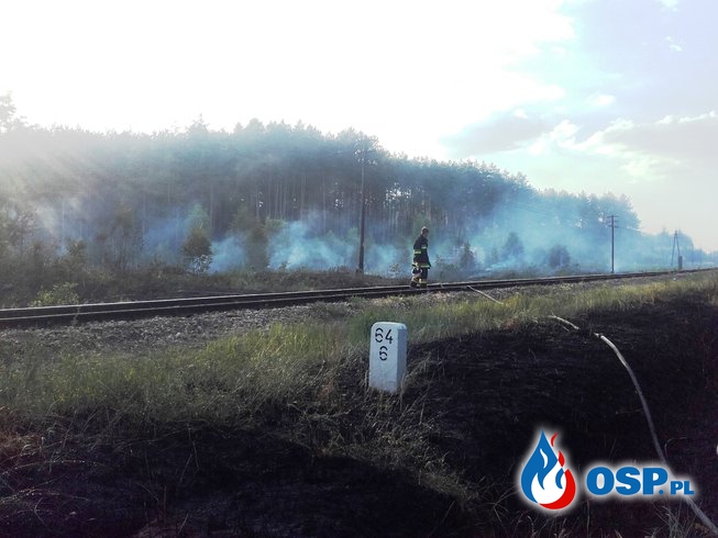 Pożar poszycia lasu i traw OSP Ochotnicza Straż Pożarna