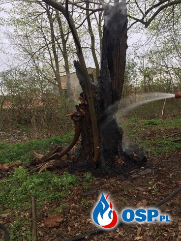 Pożar drzewa w Słupi pod Kępnem OSP Ochotnicza Straż Pożarna