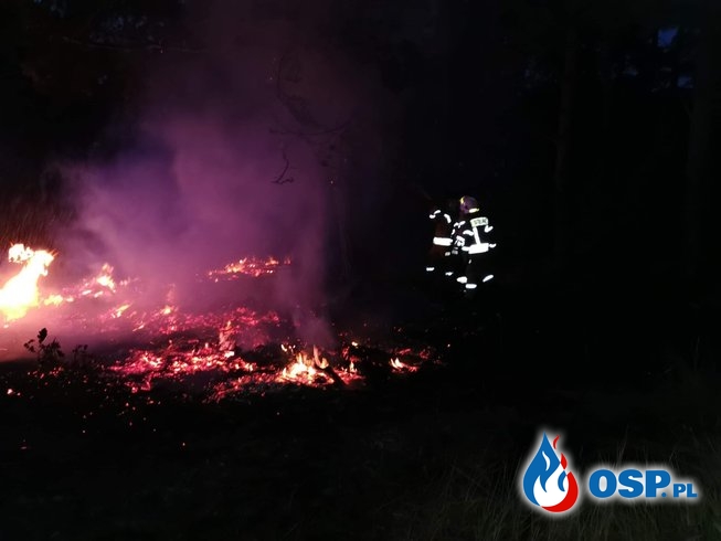 Pożar przy lesie OSP Ochotnicza Straż Pożarna