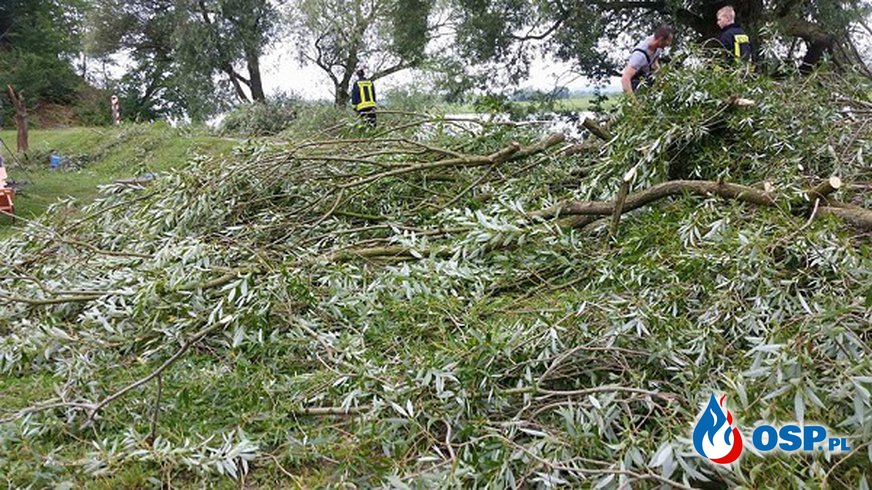 5 powalonych drzew na drodze gminnej w Zatoni Dolnej OSP Ochotnicza Straż Pożarna