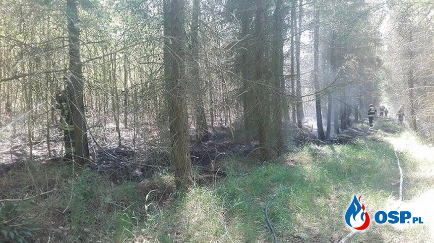 Pożar lasu w okolicach Widuchowej OSP Ochotnicza Straż Pożarna