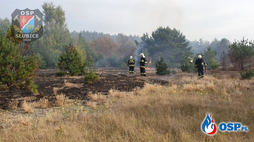 Ogień w lesie OSP Ochotnicza Straż Pożarna