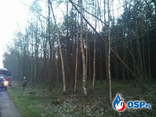 Pochylone drzewo nad jezdnią OSP Ochotnicza Straż Pożarna