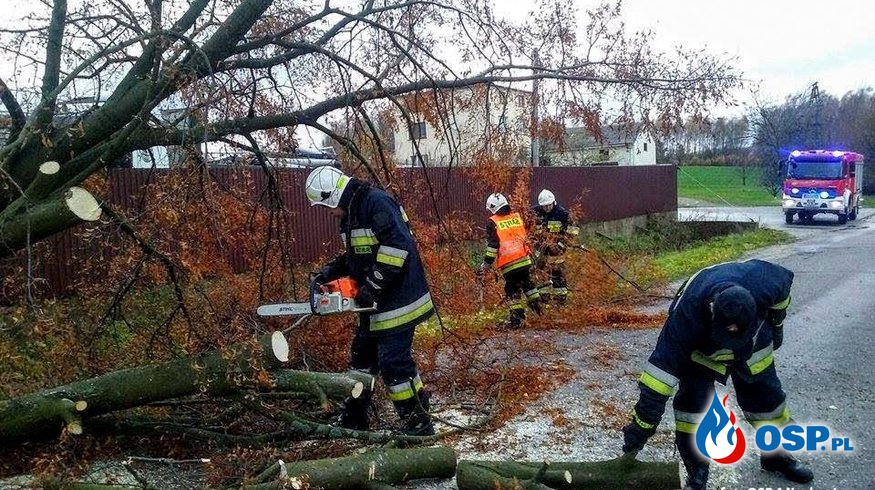 Powalone drzewo ma drodze powiatowej OSP Ochotnicza Straż Pożarna