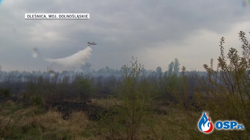 Ponad 1200 pożarów lasów i traw w całym kraju. Akcje gaśnicze utrudniał silny wiatr. OSP Ochotnicza Straż Pożarna