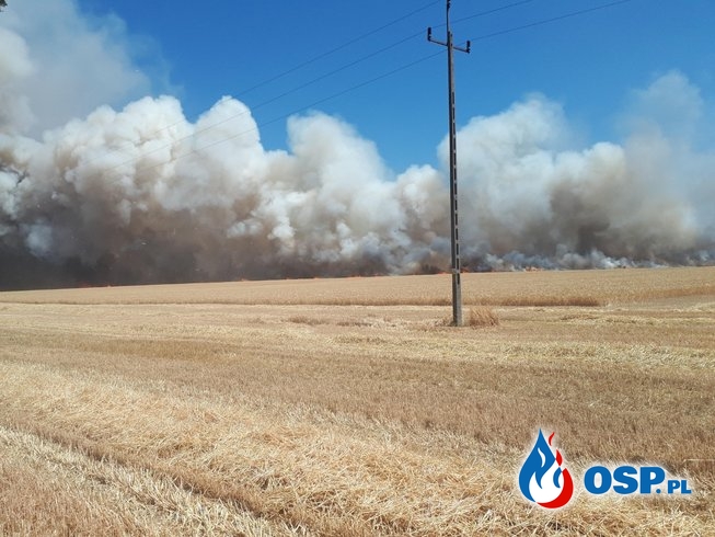 70 hektarów pól spłonęło w Wielkopolsce. Pożar gasiło 19 zastępów strażaków. OSP Ochotnicza Straż Pożarna