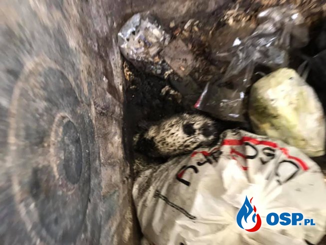 Kot utknął w kontenerze na śmieci. Uwolnili go strażacy z OSP Knyszyn. OSP Ochotnicza Straż Pożarna