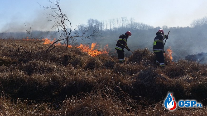 Pożar nieużytków w Gosławiu (gm. Trzebiatów) OSP Ochotnicza Straż Pożarna