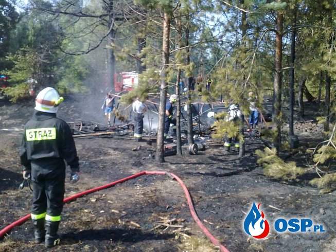 Pożar lasu Piłka OSP Ochotnicza Straż Pożarna