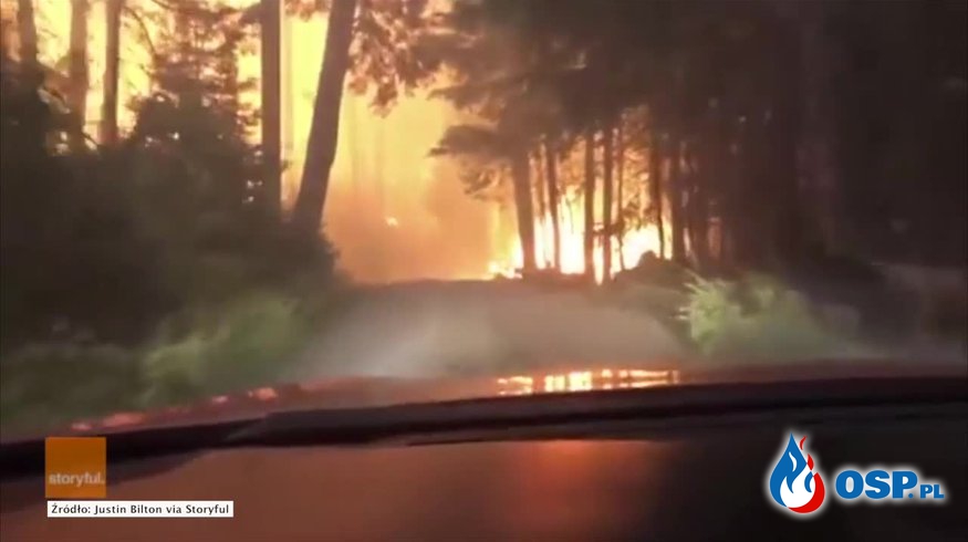 Ucieczka przez płomienie. Ojciec z synem utknęli samochodem w płonącym lesie! OSP Ochotnicza Straż Pożarna