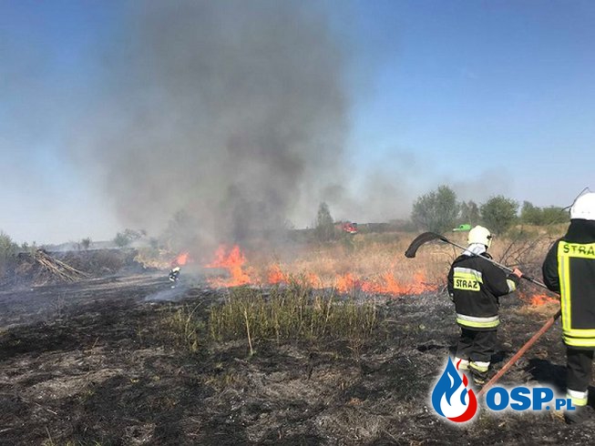 Pożar kilku hektarów trzcinowiska OSP Ochotnicza Straż Pożarna