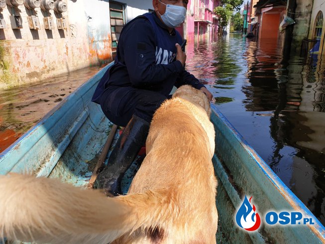 Wzruszająca akcja ratunkowa na wodzie. Spojrzenie tego szczeniaka mówi wszystko! OSP Ochotnicza Straż Pożarna