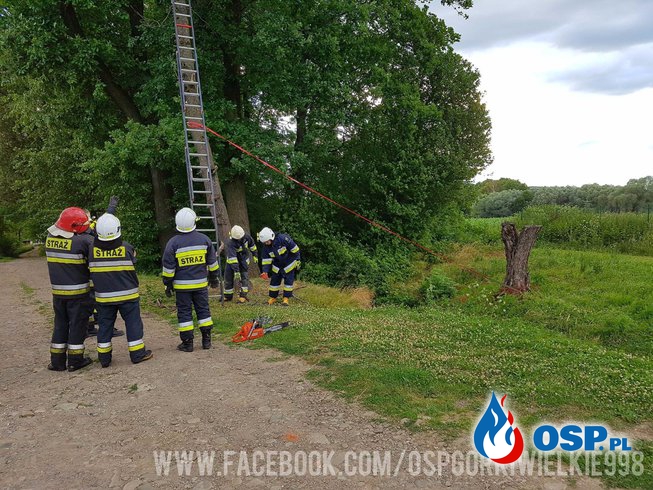 Niebezpiecznie pochylone drzewo OSP Ochotnicza Straż Pożarna