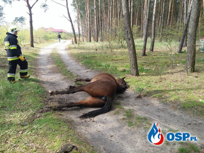 Martwy koń na drodze 17.04.2017 OSP Ochotnicza Straż Pożarna