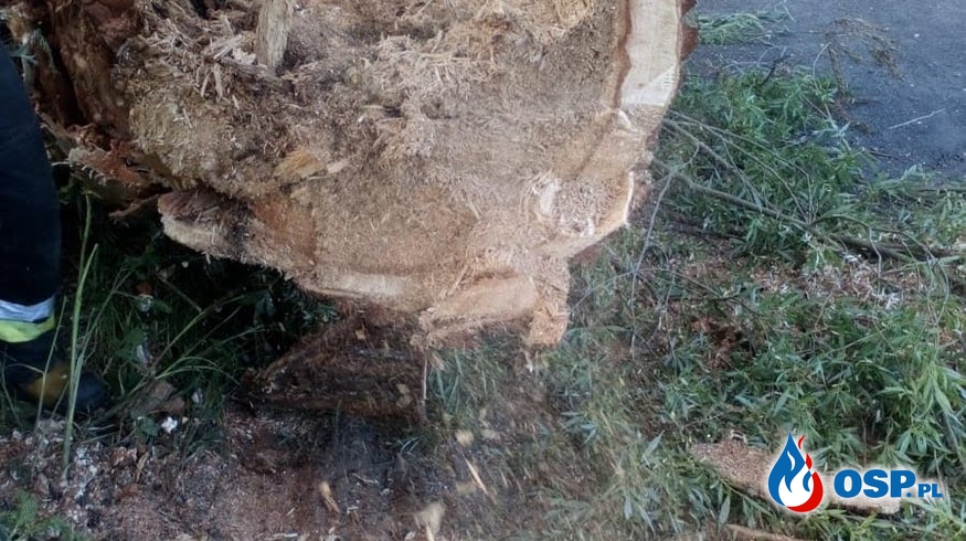 Pochylone drzewo nad drogą OSP Ochotnicza Straż Pożarna