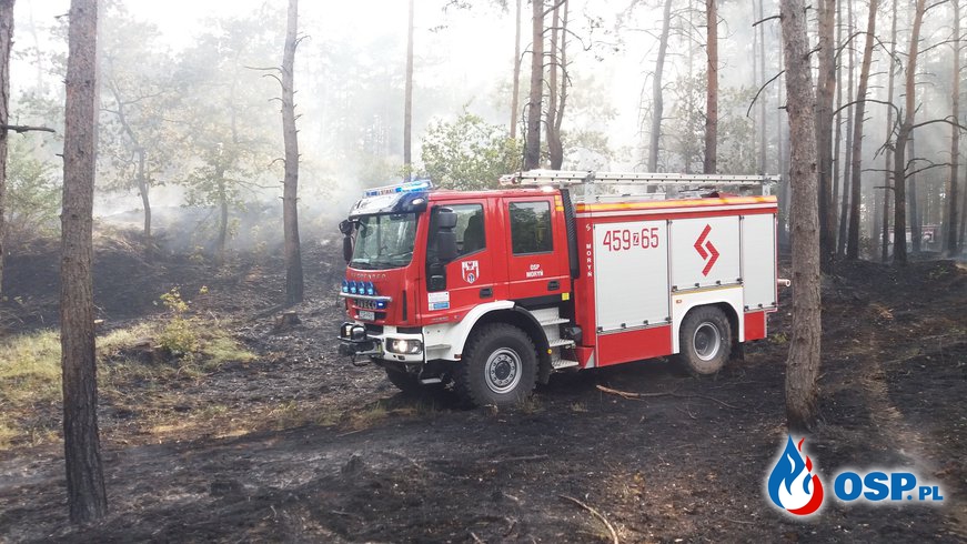 Duży pożar lasu dromadery w akcji OSP Ochotnicza Straż Pożarna