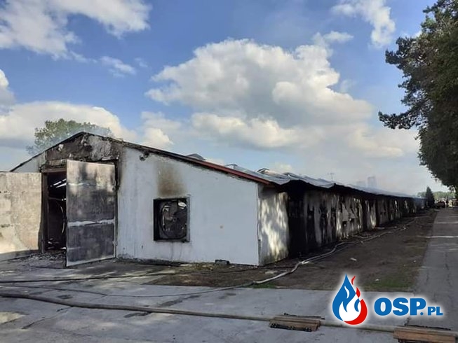 11 zastępów strażaków gasiło pożar kurnika. Wezwano karetkę pogotowia. OSP Ochotnicza Straż Pożarna
