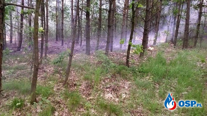 10.06.17 - Pożar poszycia leśnego w msc. Górki-Gilów OSP Ochotnicza Straż Pożarna