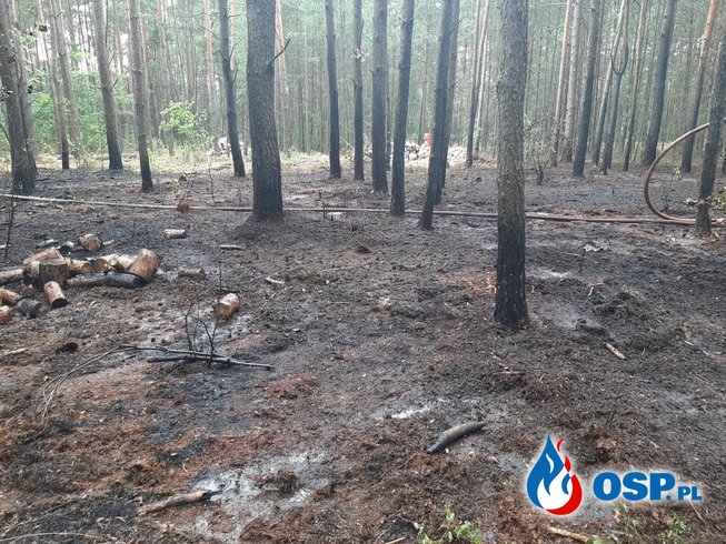 Pożar lasu Latonice OSP Ochotnicza Straż Pożarna
