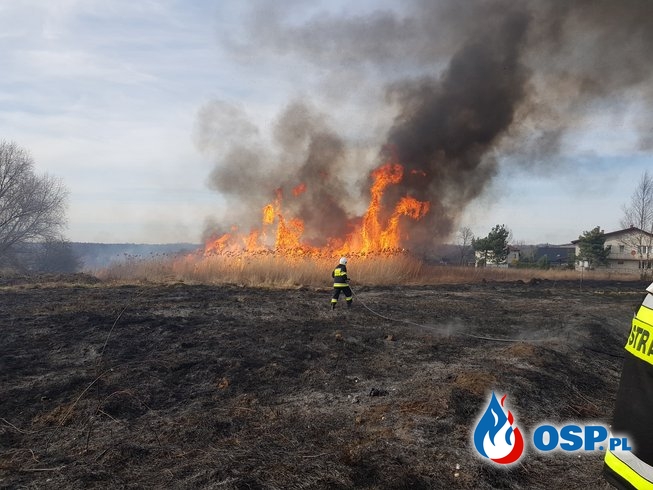 Pożar traw - ul. C. Norwida w Żarkach OSP Ochotnicza Straż Pożarna