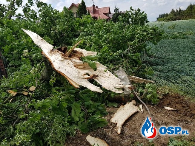 Trąba powietrzna zrywała dachy i wyrywała drzewa na Lubelszczyźnie OSP Ochotnicza Straż Pożarna