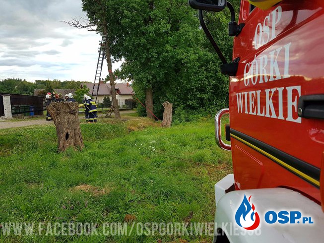 Niebezpiecznie pochylone drzewo OSP Ochotnicza Straż Pożarna