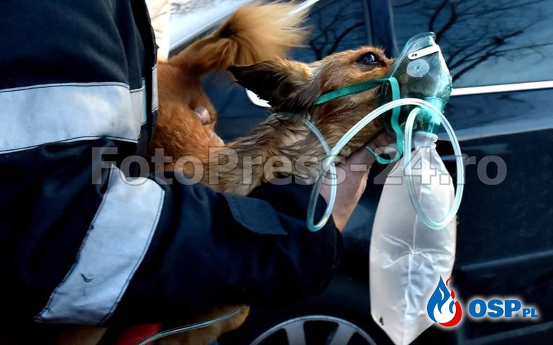 Strażacy reanimowali szczeniaka wyniesionego z pożaru. Wzruszający film! OSP Ochotnicza Straż Pożarna