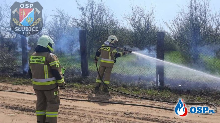 Pożar zarośli i ogrodzenia OSP Ochotnicza Straż Pożarna